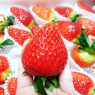 옳음 딸기 논산 설향 딸기 900g 산지직송 — 5점을 준 리뷰어가 2021년 1월 올린 사용 사진