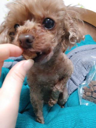 My Pet Care 천연단백질 관절건강에 개좋아 — 5점을 준 리뷰어가 2021년 3월 올린 사용 사진