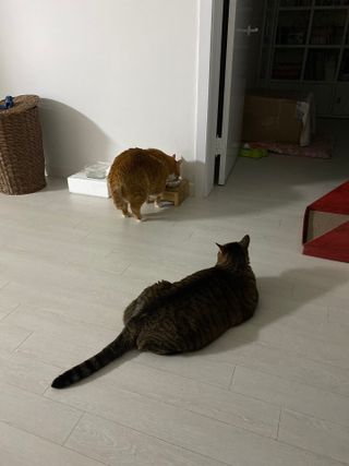 비타크래프트 포에시 델리스 고양이 파우치 85g 9가지맛 1팩씩 — 4점을 준 리뷰어가 2021년 8월 올린 사용 사진