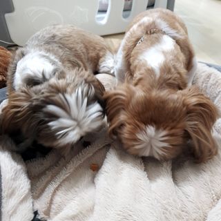 페페로니 진짜 오메가3 연어+소고기 180g+180g — 5점을 준 리뷰어가 2021년 7월 올린 사용 사진