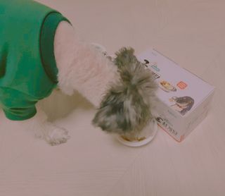 도레파스 굴삼계탕 - 강아지용 — 5점을 준 리뷰어가 2021년 3월 올린 사용 사진