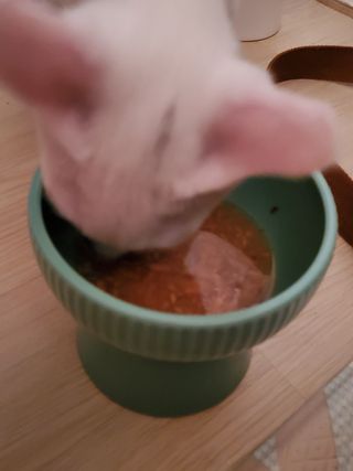 비타크래프트 고양이 수프 50g 3가지맛 x4팩씩 총 12팩 — 5점을 준 리뷰어가 2021년 8월 올린 사용 사진