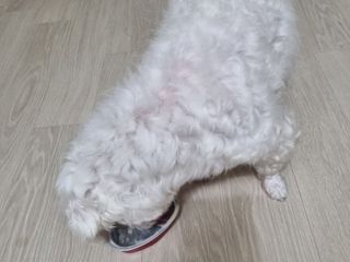 비타크래프트 조에시 하트캔 85g 강아지 습식캔 10캔 — 5점을 준 리뷰어가 2021년 9월 올린 사용 사진