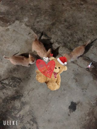 TrangJindoKiuTrang님이 올린 리뷰 사진 3