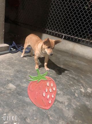 TrangJindoKiuTrang님이 올린 리뷰 사진 1