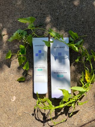 바노바기 코스메틱 바노바기 밀크씨슬 리페어 시카 폼 클렌저 플러스 120ml + 선스크린 플러스 50ml — 5점을 준 리뷰어가 2023년 8월 올린 사용 사진
