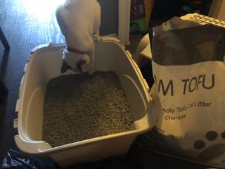 카미스쥬 KAMY 's ZOO I AM TOFU 프리미엄 천연 두부 고양이 쓰레기 숯 10LB — 5점을 준 리뷰어가 2021년 3월 올린 사용 사진