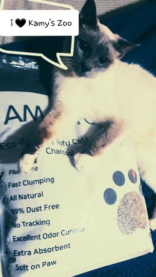 카미스쥬 KAMY 's ZOO I AM TOFU 프리미엄 천연 두부 고양이 쓰레기 숯 10LB — 5점을 준 리뷰어가 2021년 3월 올린 사용 사진