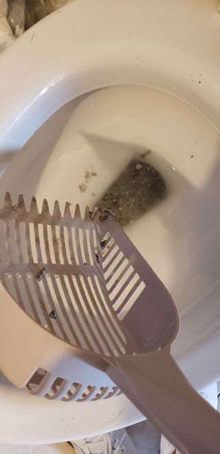 카미스쥬 KAMY 's ZOO I AM TOFU 프리미엄 천연 두부 고양이 쓰레기 숯 10LB — 5점을 준 리뷰어가 2021년 3월 올린 사용 사진
