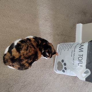 카미스쥬 KAMY 's ZOO I AM TOFU 프리미엄 천연 두부 고양이 쓰레기 숯 10LB — 4.5점을 준 리뷰어가 2021년 3월 올린 사용 사진