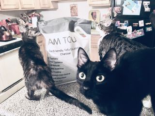 카미스쥬 KAMY 's ZOO I AM TOFU 프리미엄 천연 두부 고양이 쓰레기 숯 10LB — 5점을 준 리뷰어가 2021년 2월 올린 사용 사진