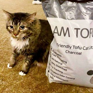카미스쥬 KAMY 's ZOO I AM TOFU 프리미엄 천연 두부 고양이 쓰레기 숯 10LB — 4점을 준 리뷰어가 2021년 2월 올린 사용 사진
