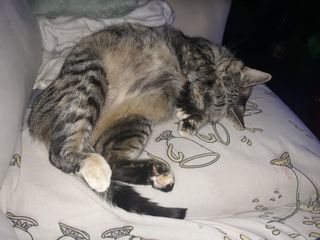 LaurenandtheCatLife님이 올린 리뷰 사진 2
