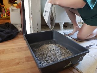 카미스쥬 KAMY 's ZOO I AM TOFU 프리미엄 천연 두부 고양이 쓰레기 숯 10LB — 5점을 준 리뷰어가 2021년 3월 올린 사용 사진