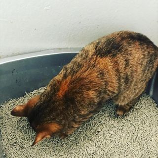 카미스쥬 KAMY 's ZOO I AM TOFU 프리미엄 천연 두부 고양이 쓰레기 숯 10LB — 5점을 준 리뷰어가 2021년 2월 올린 사용 사진