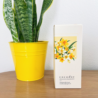 코코도르 디퓨저 120ml, 200ml, 500ml — 5점을 준 리뷰어가 2022년 2월 올린 사용 사진