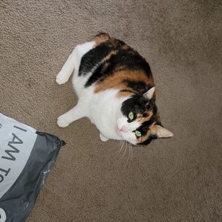카미스쥬 KAMY 's ZOO I AM TOFU 프리미엄 천연 두부 고양이 쓰레기 숯 10LB — 4.5점을 준 리뷰어가 2021년 3월 올린 사용 사진