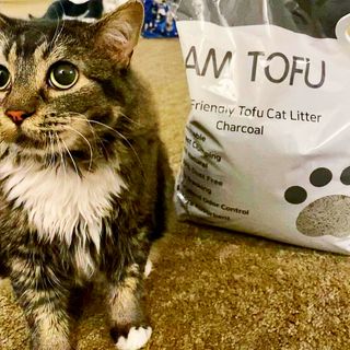 카미스쥬 KAMY 's ZOO I AM TOFU 프리미엄 천연 두부 고양이 쓰레기 숯 10LB — 4점을 준 리뷰어가 2021년 2월 올린 사용 사진