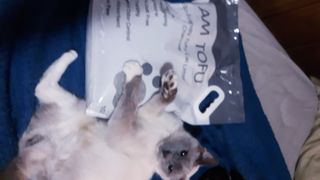 카미스쥬 KAMY 's ZOO I AM TOFU 프리미엄 천연 두부 고양이 쓰레기 숯 10LB — 5점을 준 리뷰어가 2021년 3월 올린 사용 사진