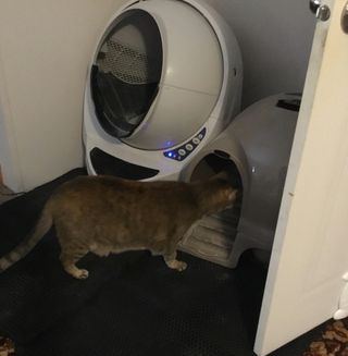 Gororong [고로롱] 실내외 고양이와 고양이를위한 프리미엄 캣닙 스프레이 — 5점을 준 리뷰어가 2021년 2월 올린 사용 사진