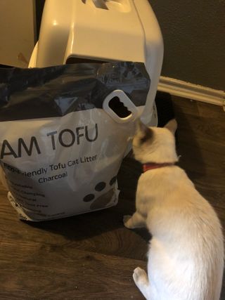 카미스쥬 KAMY 's ZOO I AM TOFU 프리미엄 천연 두부 고양이 쓰레기 숯 10LB — 5점을 준 리뷰어가 2021년 3월 올린 사용 사진