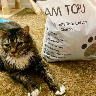 카미스쥬 KAMY 's ZOO I AM TOFU 프리미엄 천연 두부 고양이 쓰레기 숯 10LB — 4점을 준 리뷰어가 2021년 2월 올린 사용 사진