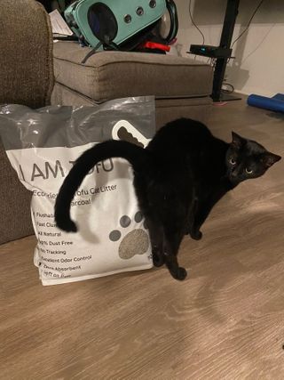 카미스쥬 KAMY 's ZOO I AM TOFU 프리미엄 천연 두부 고양이 쓰레기 숯 10LB — 5점을 준 리뷰어가 2021년 2월 올린 사용 사진